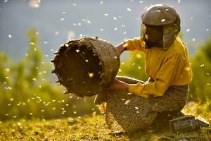 Ghienreview - Honeyland 01